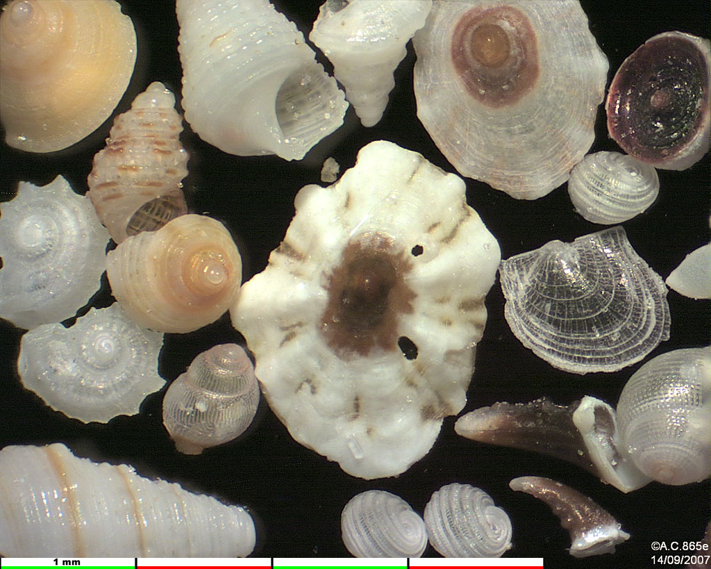Polynsie Franaise - Tuamotu - Atoll Fakarava : coquillages, gastropodes et dents de poisson